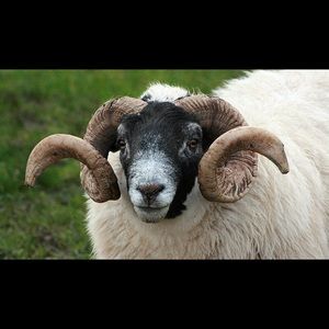 Meet your Posher, Patricia